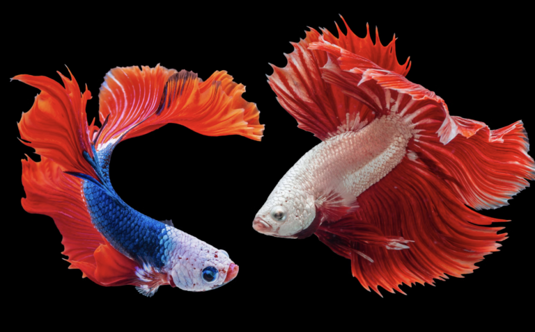 Koi Fish Tattoo Meaning: Symbolism and Colors Explained